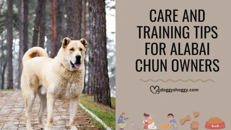 Care and Training Tips for Alabai Chun Owners