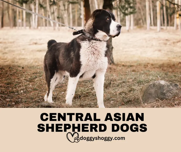 Central Asian Shepherd Dogs