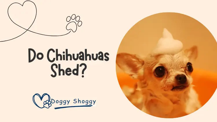 Do Chihuahuas Shed