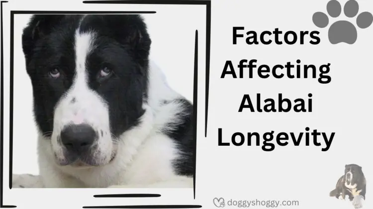 Factors Affecting Alabai Longevity
