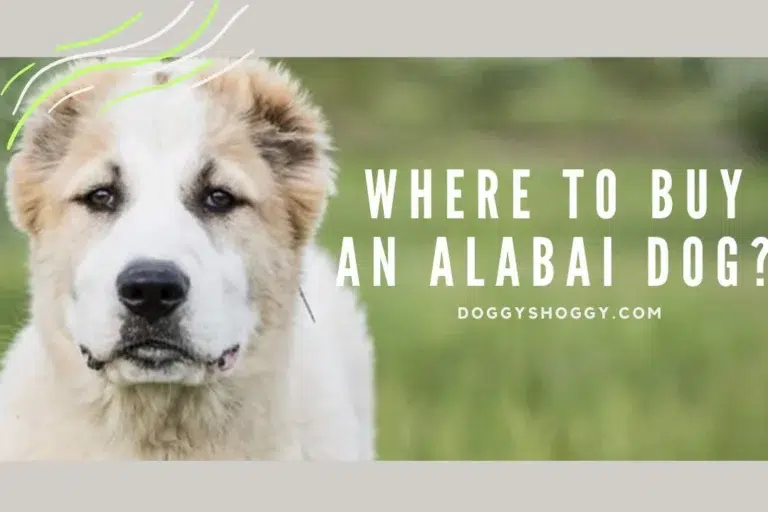 Where can I buy an Alabai dog? 