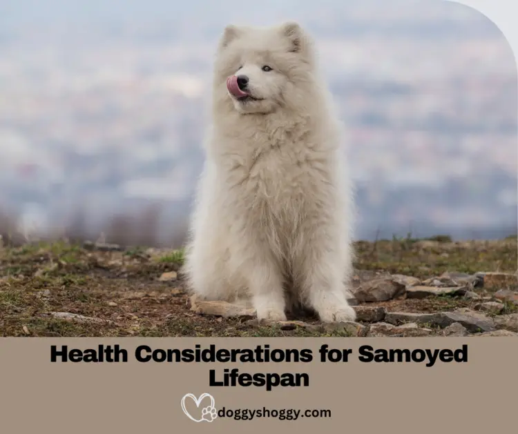 Health Considerations for Samoyed Lifespan