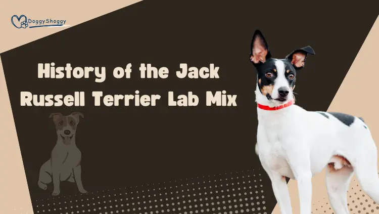 history of jack russell lab mix