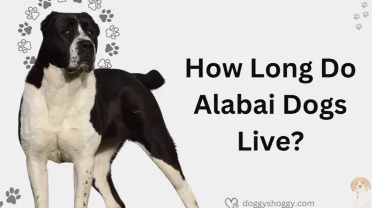 How Long Do Alabai Dogs Live?
