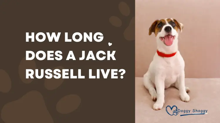 How Long Does a Jack Russell Live?