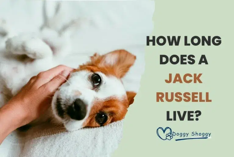 How Long Does a Jack Russell Live?