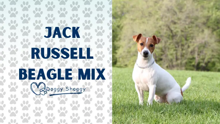 Jack Russell Beagle Mix