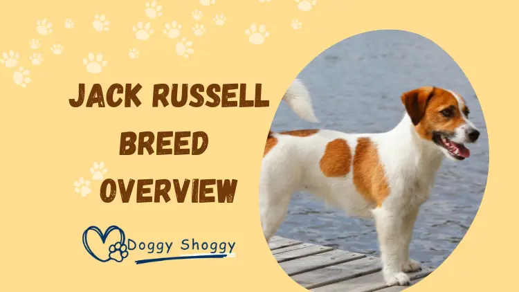 Jack Russell Breed Overview