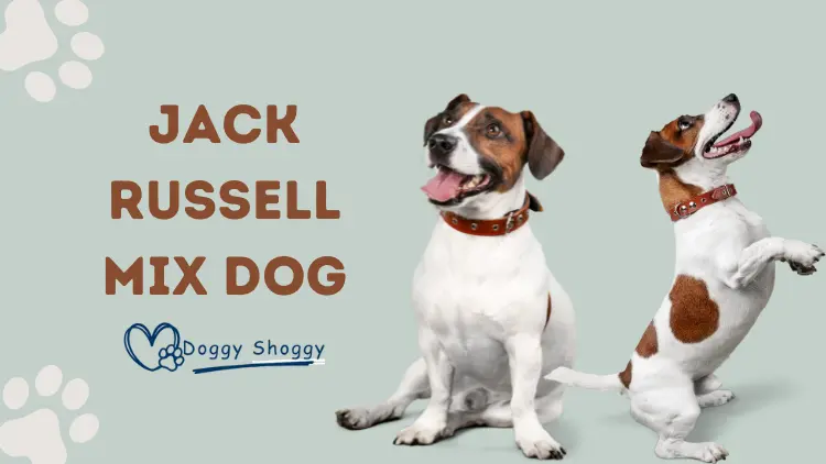 Jack Russell Mix Dog