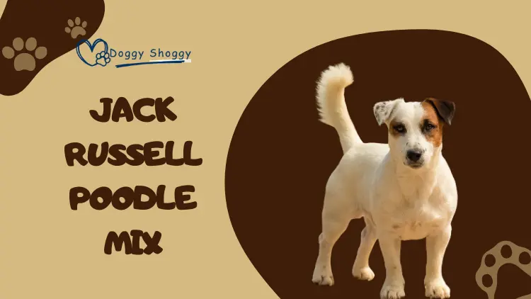 Jack Russell Poodle Mix