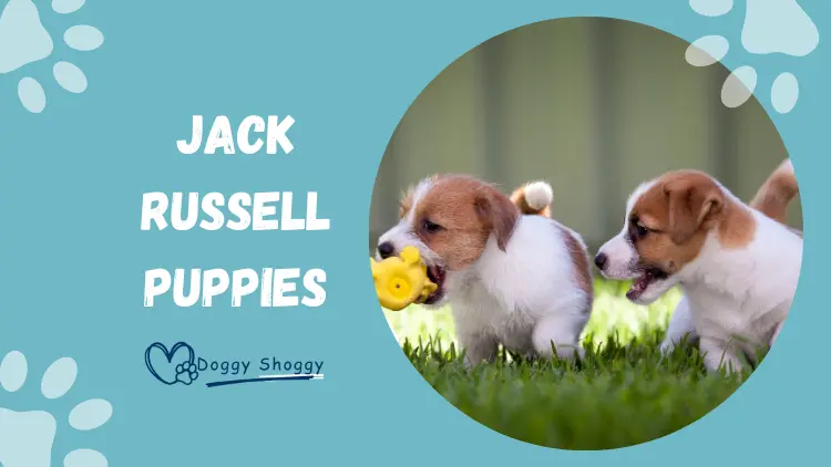 Jack Russell Puppies