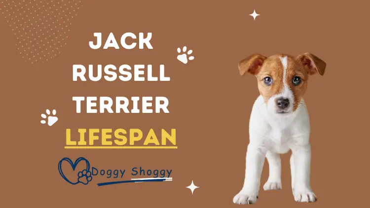 Jack Russell Terrier Lifespan