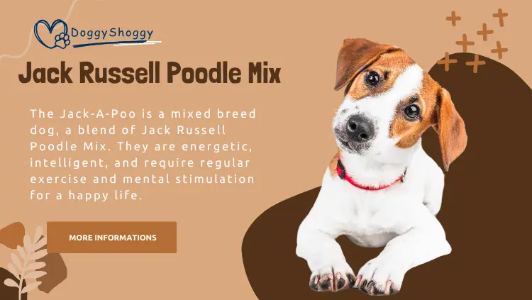 Jack Russell Poodle Mix | Jack-A-Poo Breed Overview