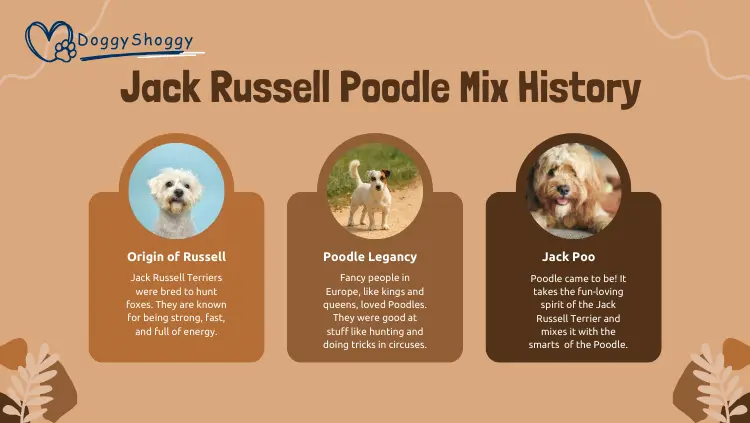 Jack Russell Poodle Mix History