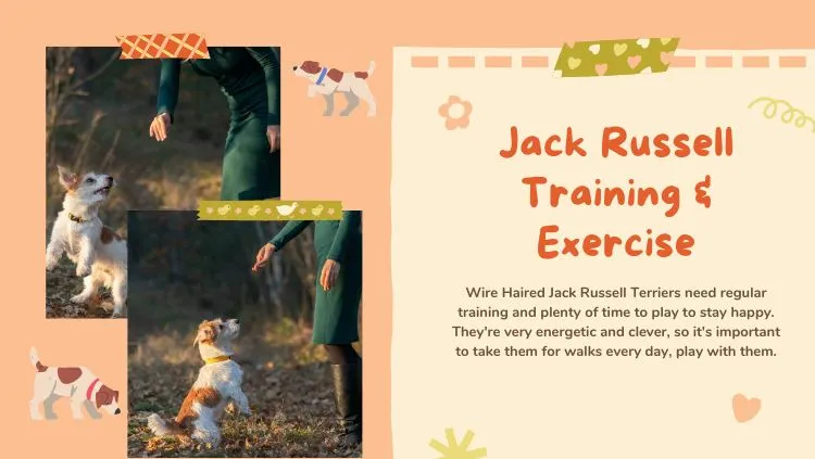 Jack Russell Training & Exercise