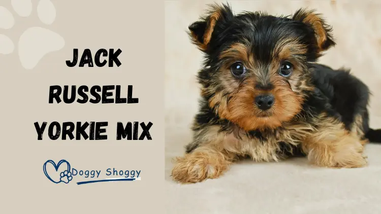 Jack Russell Yorkie Mix