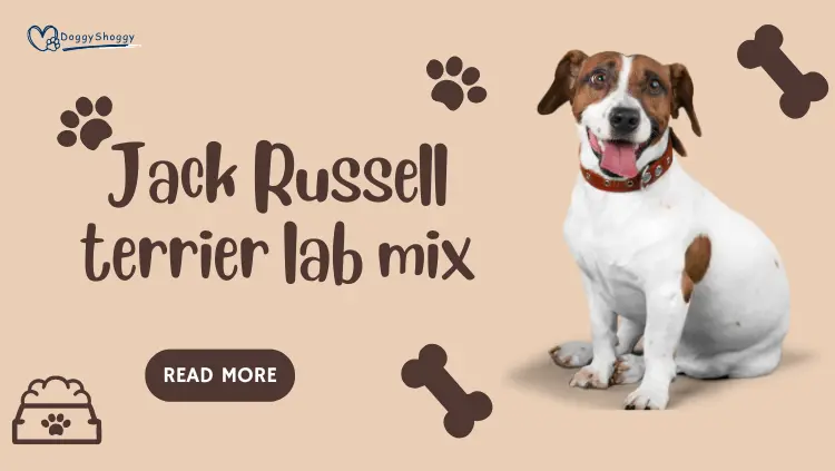 Jack Russell terrier lab mix