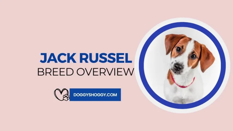 Jack Russell Breed Overview
