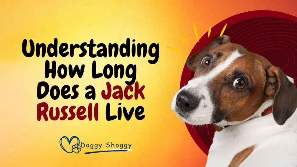 How long does a jack russell live?