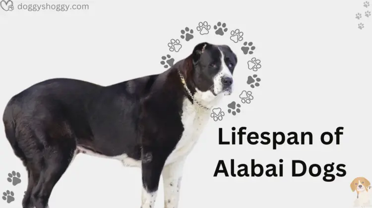 Lifespan of Alabai Dogs
