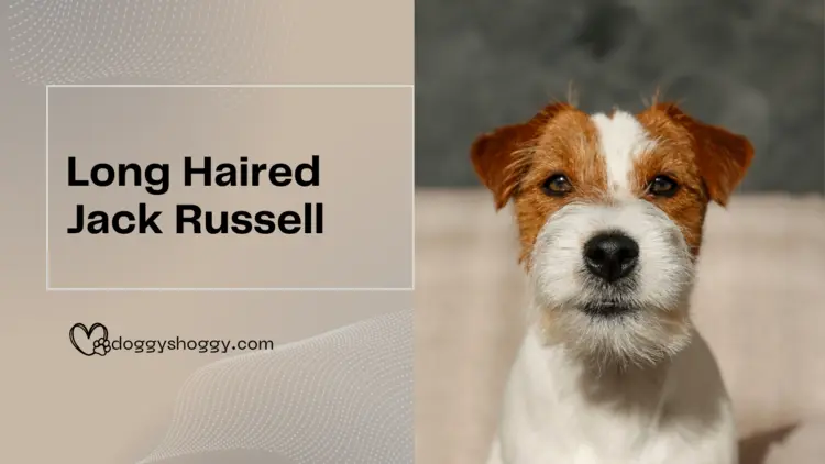 Long Haired Jack Russell