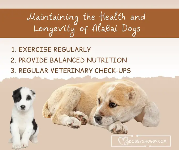 Maintaining the Health and Longevity of Alabai Dogs