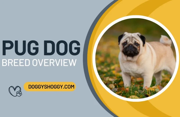 PUG DOG Breed Overview