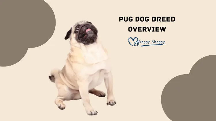 PUG DOG Breed Overview