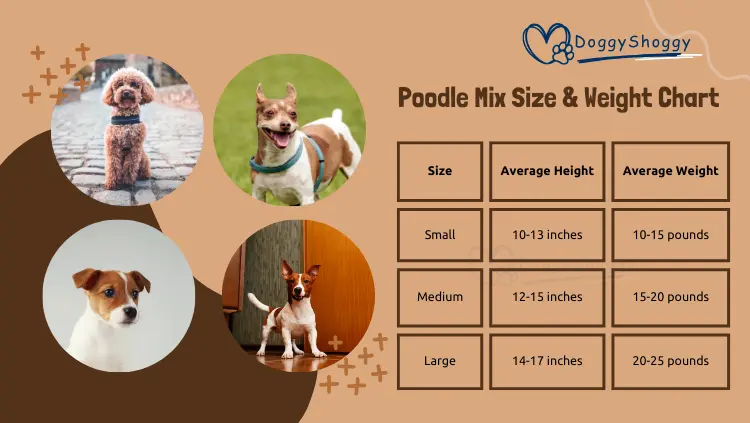 Poodle Mix Size & Weight