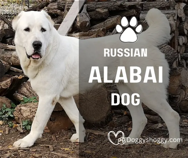Russian Alabai Dog | Everything You Need To Know