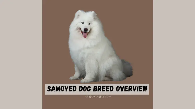 Samoyed Dog Breed Overview