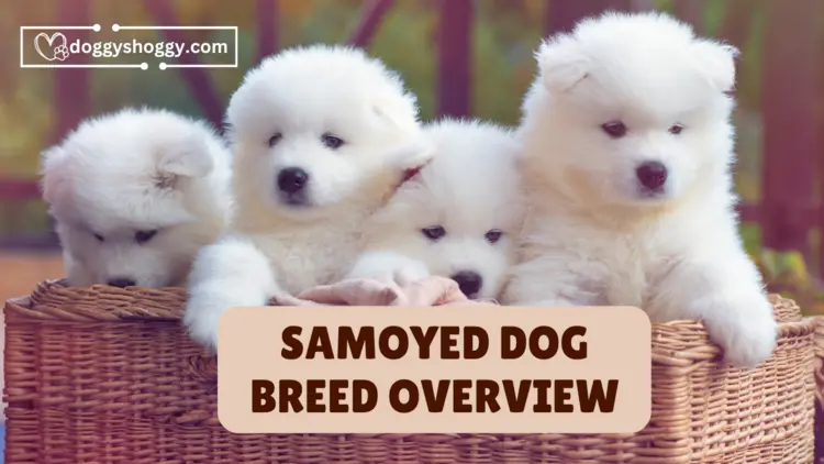Samoyed Dog Breed Overview