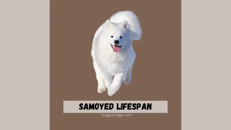 Samoyed Lifespan