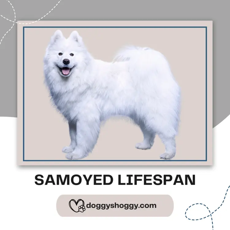 Samoyed Lifespan