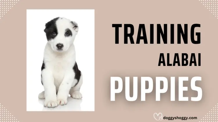 Training Alabai Puppies