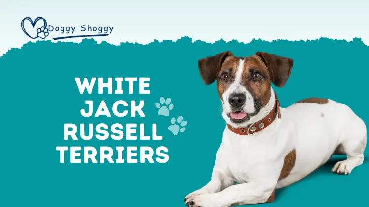 White Jack Russell Terriers