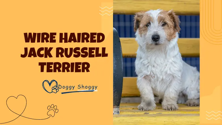 Wire Haired Jack Russell Terrier