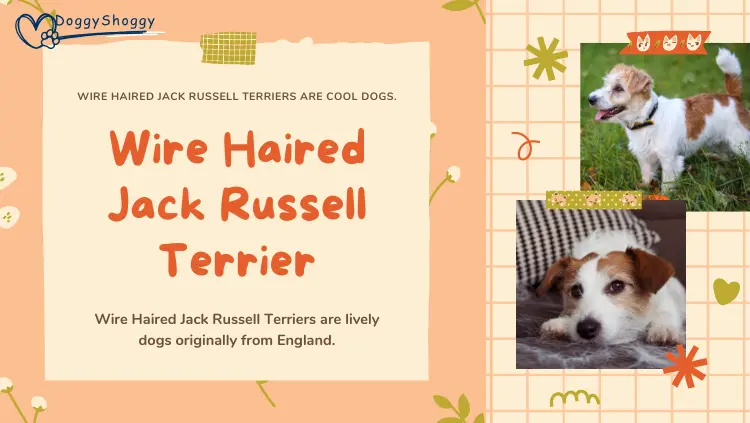 Wire Haired Jack Russell Terrier