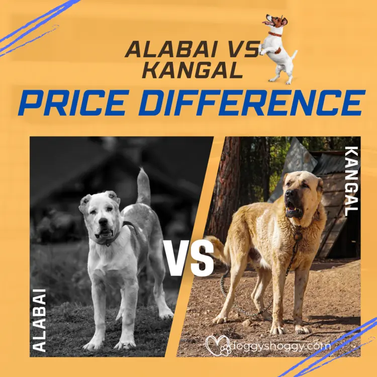 alabai vs kangal Price Difference