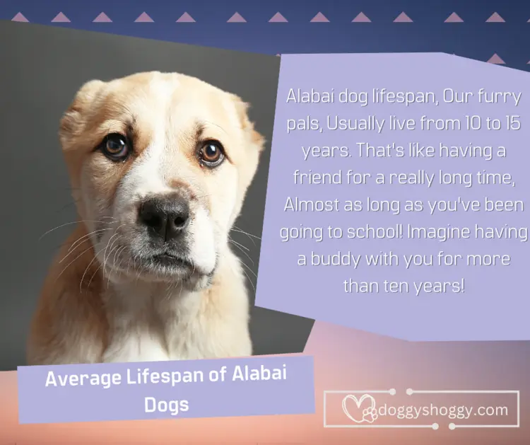 average lifespan of Alabai dogs