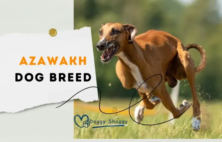 Azawakh dog breed 