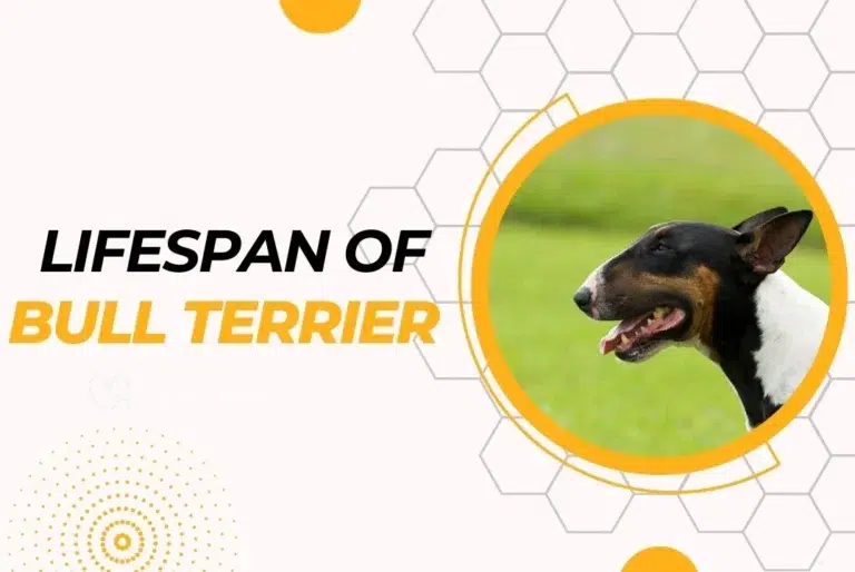 Bull Terrier Lifespan