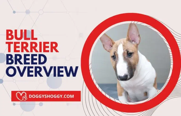 Bull Terrier Breed Overview