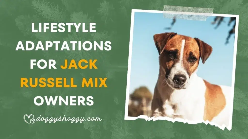 Jack Russell Mix Dog