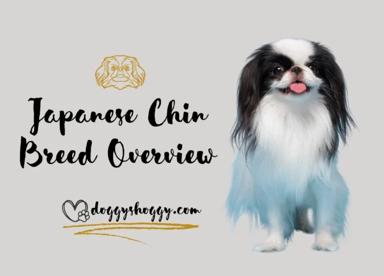 Japanese Chin Breed Overview