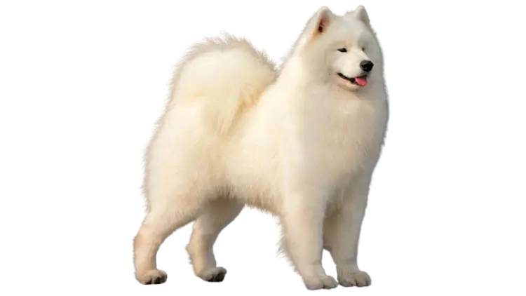 Samoyed Lifespan