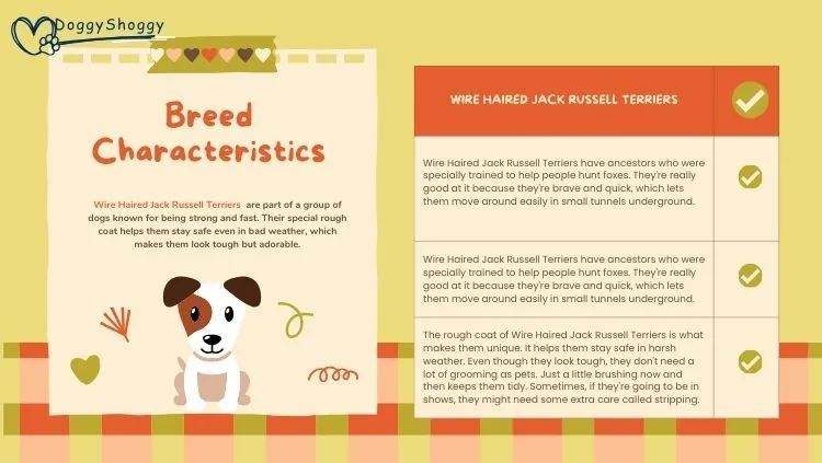 wire haired jack russell breed info