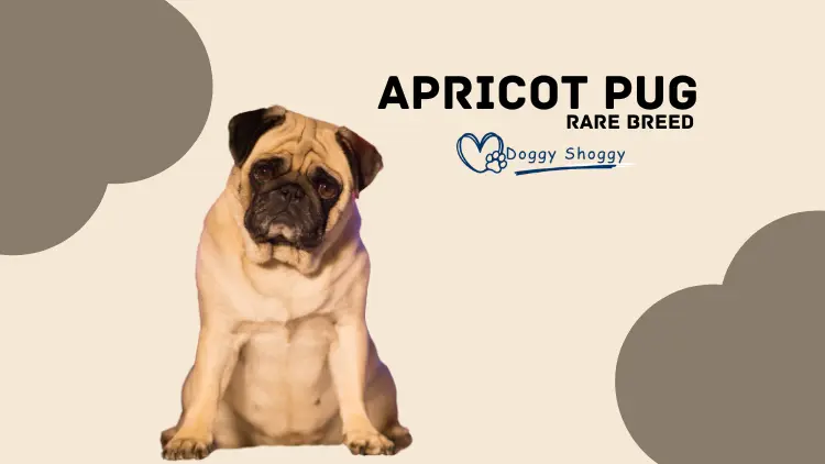 Apricot pug