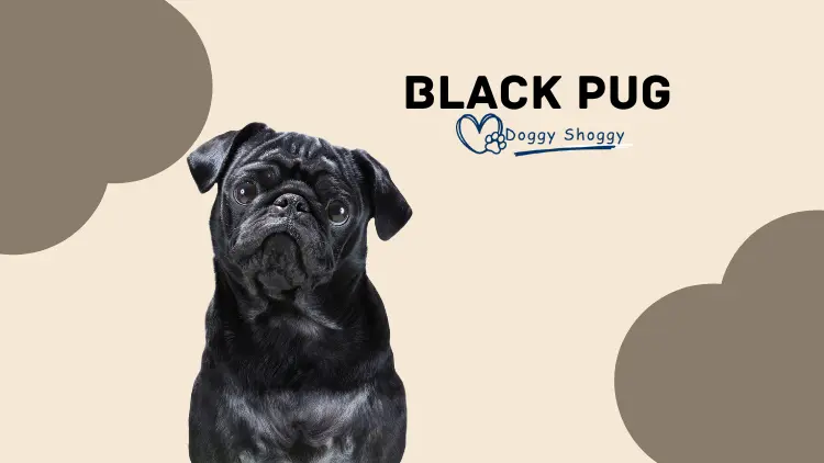 Black Pug