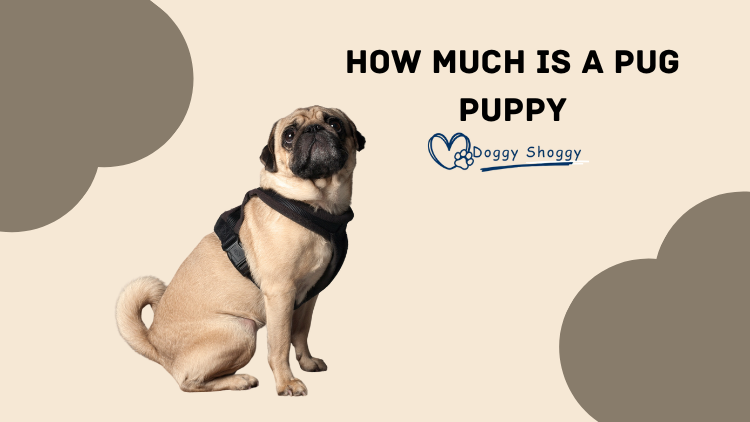 How Much is a Pug Puppy